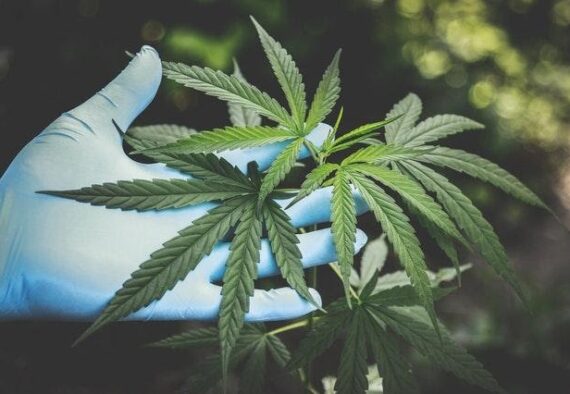 5 Negative Effects of Marijuana on Health and Body